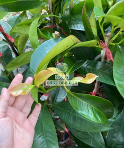 Cây giống măng cụt Thái ghép do Phúc An cung cấp