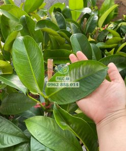 Cận cảnh lá măng cụt Thái do Phúc An cung cấp