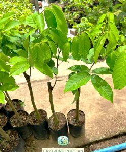 Cây giống chôm chôm Tiến Cường loại 1p2-1p5 tại Phúc An