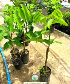 Cây giống chôm chôm Tiến Cường loại 1p2-1p5 tại Phúc An