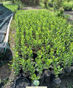 Vườn ươm cây chúc tại Bến Tre