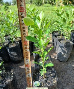 Cây chúc (chanh chúc) Phúc An cung cấp