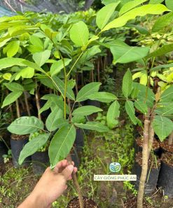 Cây giống chôm chôm Tiến Cường loại 1p2-1p5 tại Phúc An