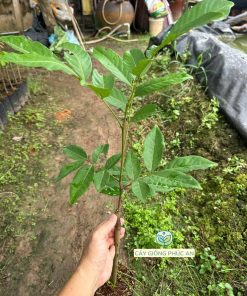 Cây giống chôm chôm Tiến Cường loại 1p2-1p5 tại Phúc An