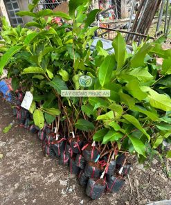 Cây giống mận hồng st được sản xuất tại Phúc An cung cấp cho khách hàng