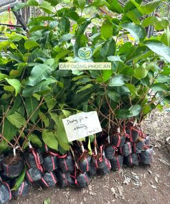 Cây giống mận hồng st Phúc An cung cấp cho khách hàng