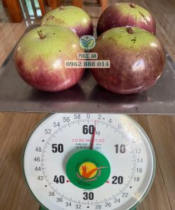 Vú sữa mica có trọng lượng trái khá nặng so với các loại vú sữa khác