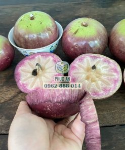 Cây giống vú sữa mica không mủ