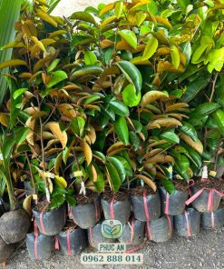 Cây giống vú sữa mica được sản xuất và cung cấp bởi Phúc An