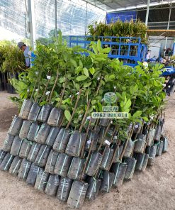 cây giống chôm chôm tiến cường-cây giống phúc an