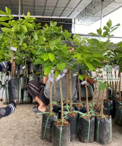 cây giống chôm chôm tiến cường-cây giống phúc an