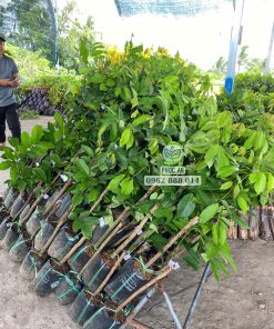 cây giống chôm chôm tiến cường-cây giống phúc an