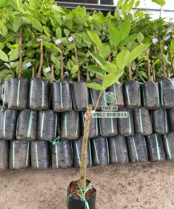 cây giống chôm chôm tiến cường-cây giống phúc an