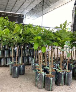 cây giống chôm chôm tiến cường-cây giống phúc an