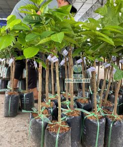 cây giống chôm chôm tiến cường-cây giống phúc an