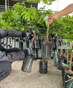 cây giống chôm chôm tiến cường-cây giống phúc an