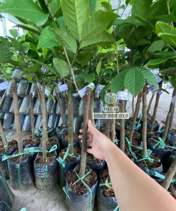 cây giống chôm chôm tiến cường-cây giống phúc an