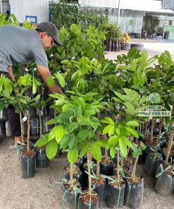 cây giống chôm chôm tiến cường-cây giống phúc an