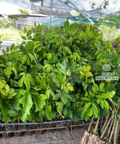 cây giống chôm chôm tiến cường-cây giống phúc an