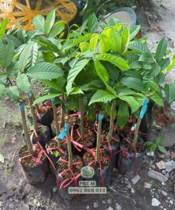 giống bòn bon thái-cây giống phúc an