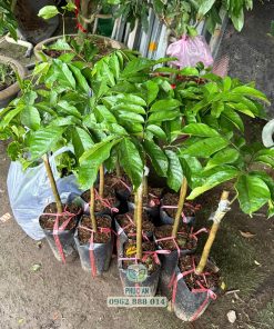 Cây giống bòn bon thái tại Phúc An