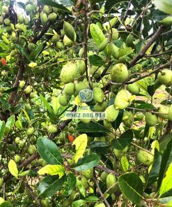 Giống cà na Thái cho năng suất rất cao