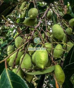 Cây cà na Thái trồng từ cây chiết rất nhanh cho trái