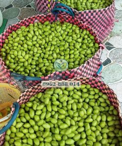 Thu hoạch cà na Thái