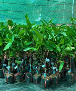 Cây giống mận xanh đường Sóc Trăng tại Phúc An