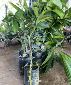 Cây giống bưởi ruby ruột đỏ thái tại cây giống Phúc An