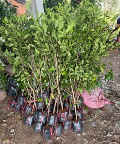 Phúc An giao cây giống ca na thái cho khách