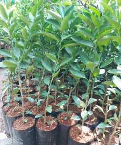 Chanh giấy ghép, nuôi bầu