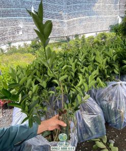 Mẫu cây chanh ghép, hàng ốp bẹ