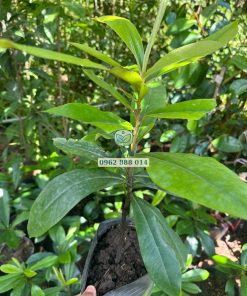 Cây giống đào hồng nhung Phúc An cung cấp