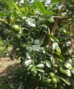 Cây chanh tàu chùm thế hệ mới trưởng thành tại Phúc An