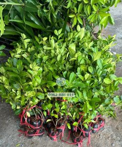 Cây giống chanh tàu chùm thế hệ mới dạng cây chiết