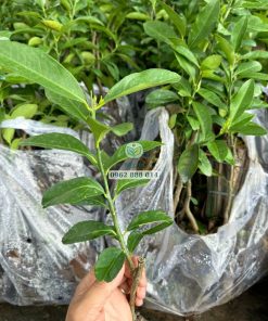 Cây giống chanh tàu chùm thế hệ mới dạng cây ghép - Phúc An
