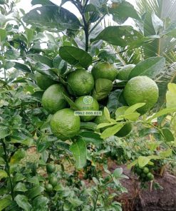 Năng suất chanh tàu chùm thế hệ mới rất cao