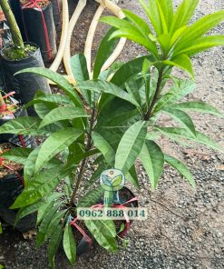 Cây giống lê ki ma Thái ghép chui cành Phúc An cung cấp