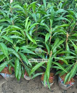 Cây giống lê ki ma Thái ghép chui cành Phúc An cung cấp