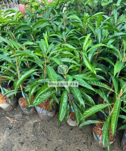 Cây giống lê ki ma Thái ghép chui cành Phúc An cung cấp