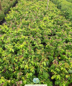 Vườn nhân giống cây khế ngọt tại Bến Tre