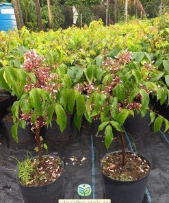 Cây giống khế ngọt