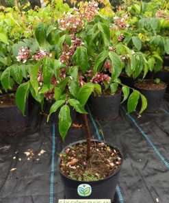 Cây giống khế ngọt do Phúc An cung cấp