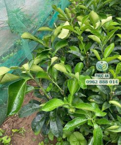 Cây giống bưởi ruby Thái Lan do Phúc An cung cấp