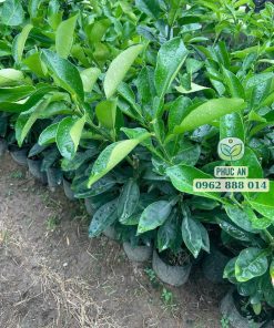 Cây giống bưởi ruby Thái Lan do Phúc An cung cấp