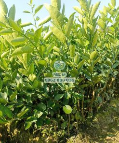 Cây giống chanh giấy ghép, hàng ốp bẹ bứng từ 100 cây - Cây Giống Phúc An cung cấp