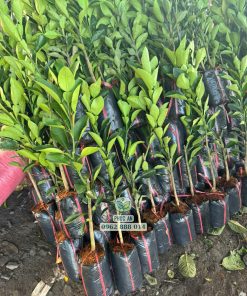 giống bưởi ruby ruột đỏ thái-cây giống phúc an