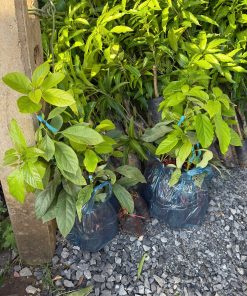 cây giống bơ 034 - cây giống phúc an