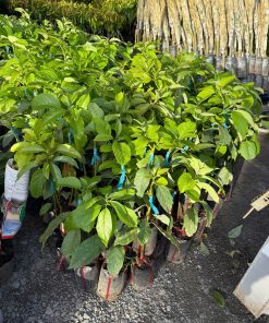 Cây giống bơ 034 tại Phúc An